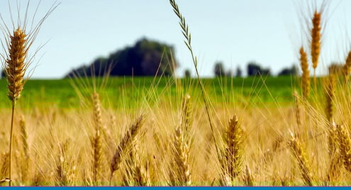 american-plant-food-bg-cta