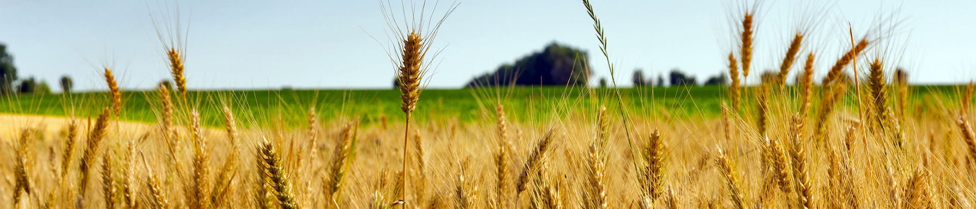 Photo for company American Plant Food