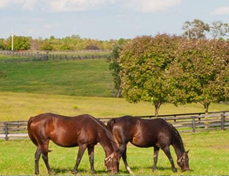 Chelford Farm Supplies Saves Time & Money With SAP Business One