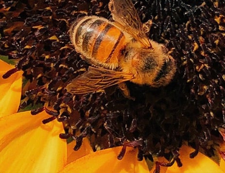 Rice's Honey Streamlines Data & Accelerates Operations With SAP Business One